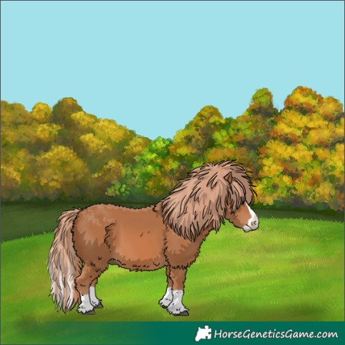 Horse Color:Chestnut Splash 