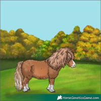 Horse Color:Chestnut Splash 