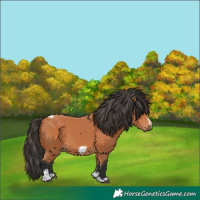 Horse Color:Bay Tobiano Frame