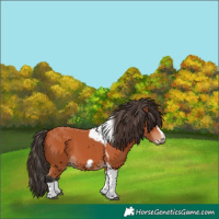 Horse Color:Bay Tobiano Frame 
