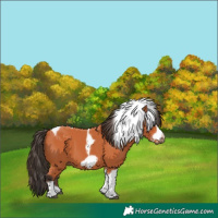 Horse Color:Bay Tobiano Frame