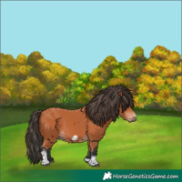 Horse Color:Bay Tobiano Frame 