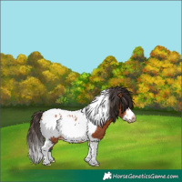Horse Color:Bay Tobiano Frame Blanket