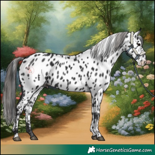 Horse Color:Black Near Leopard