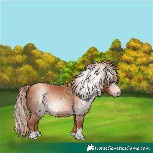 Horse Color:Gray Gold Champagne Tobiano 