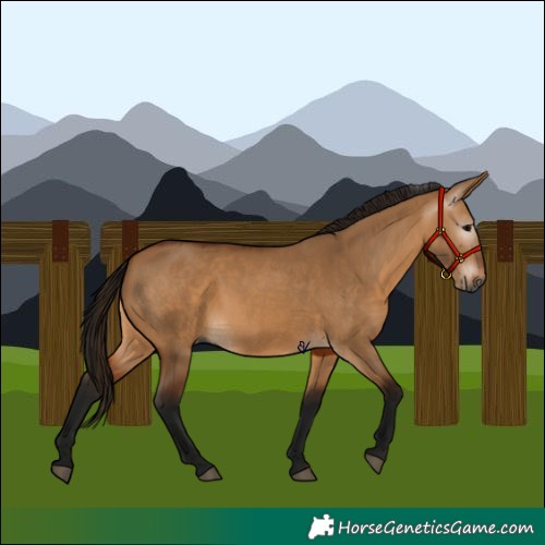 Horse Color:Gray Bay Dun 