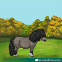 Horse Color:Gray Grullo 