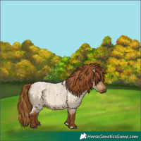 Horse Color:Gray Red Dun Roan 