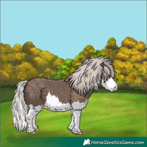 Horse Color:Silver Black Splash 