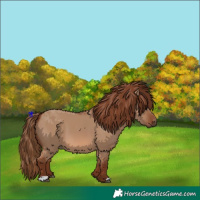Horse Color:Red Dun 