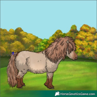 Horse Color:Red Dun 