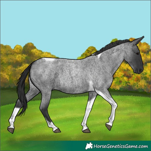 Horse Color:Blue Roan Tobiano 