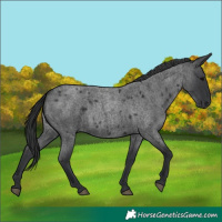 Horse Color:Blue Roan 