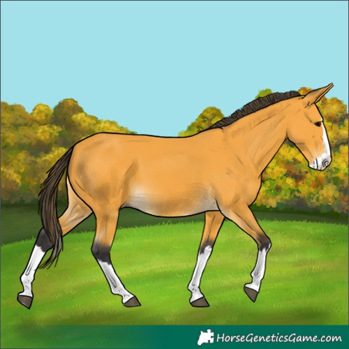 Horse Color:Unknown 