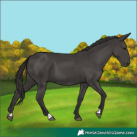 Horse Color:Smoky Black 