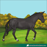 Horse Color:Smoky Black 