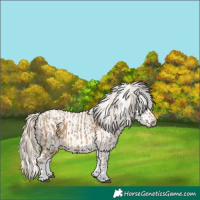 Horse Color:White Spotted Chocolate Palomino Dun Rabicano and White Spotted Chocolate Palomino Dun Rabicano