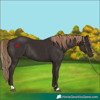 Horse Color:Liver Chestnut Rabicano 