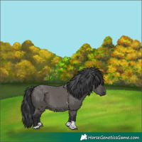 Horse Color:Grullo Tobiano 