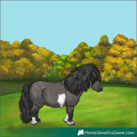 Horse Color:Grullo Tobiano 