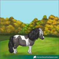 Horse Color:Grullo Tobiano 