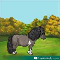 Horse Color:Grullo Tobiano