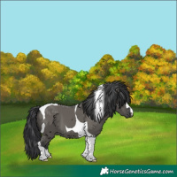 Horse Color:Grullo Tobiano 