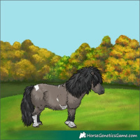 Horse Color:Grullo Tobiano 