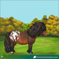 Horse Color:Bay Blanket 
