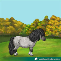 Horse Color:Grullo Roan Tobiano 