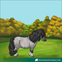 Horse Color:Grullo Roan Tobiano 