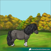 Horse Color:Grullo Tobiano 