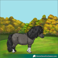 Horse Color:Grullo Tobiano 