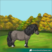 Horse Color:Grullo Tobiano