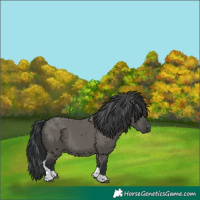 Horse Color:Grullo Tobiano