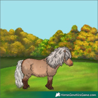 Horse Color:Silver Bay Dun 
