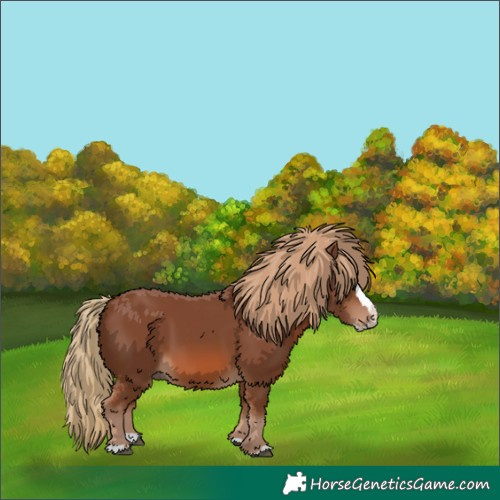 Horse Color:Chestnut Splash 