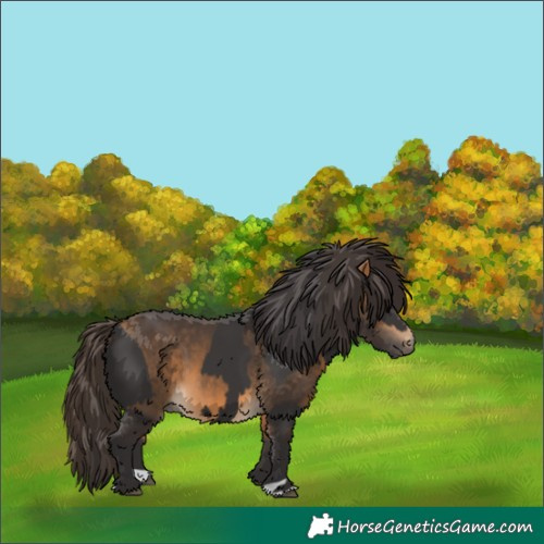Horse Color:Smoky Black  and Buckskin 