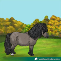 Horse Color:Grullo Rabicano 