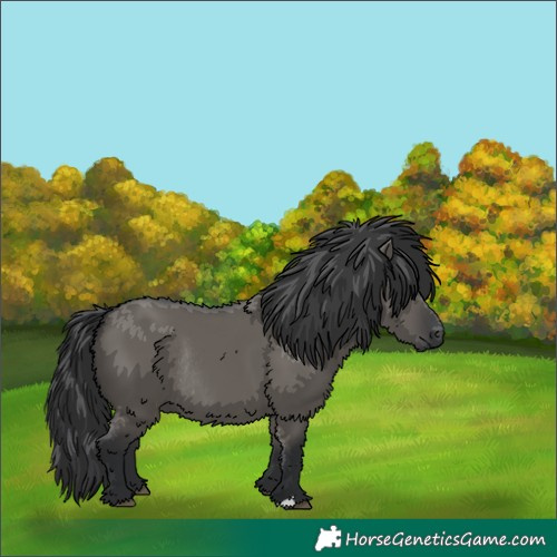 Horse Color:Grullo Rabicano