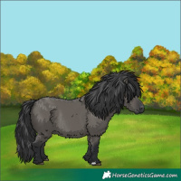 Horse Color:Grullo Rabicano