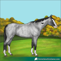 Horse Color:Blue Roan Splash 