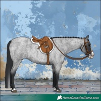 Horse Color:Blue Roan Splash 