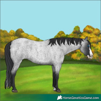 Horse Color:Blue Roan Splash 