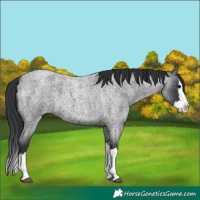 Horse Color:Blue Roan Splash 