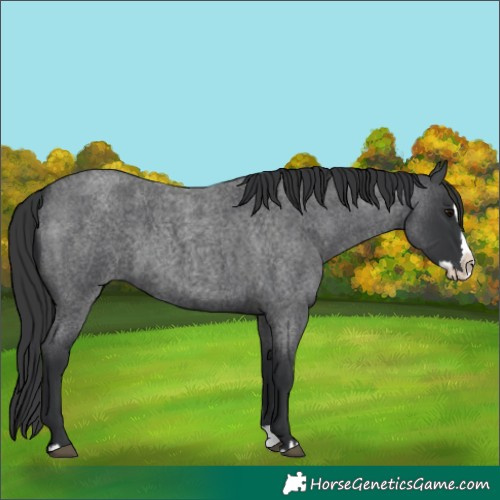 Horse Color:Blue Roan Splash Rabicano 