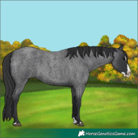 Horse Color:Blue Roan Splash Rabicano 