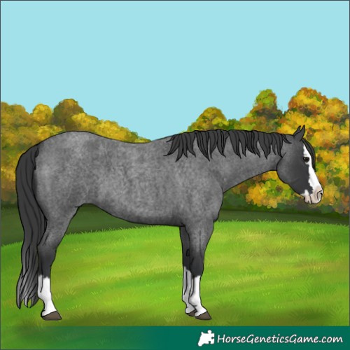 Horse Color:Blue Roan Splash 