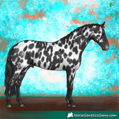 Horse Color:Black Appaloosa 