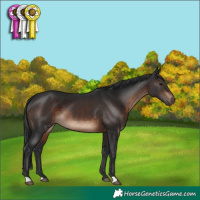 Horse Color:Brown 